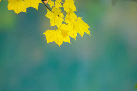 Maple leavesの写真素材