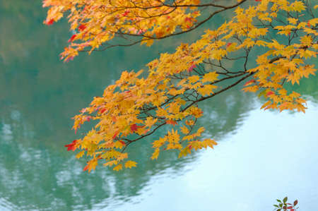 Maple leavesの写真素材