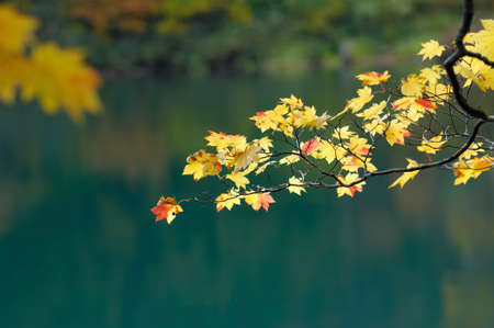 Maple leavesの写真素材