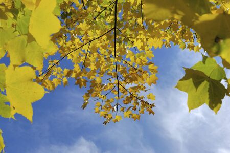 Maple leavesの写真素材