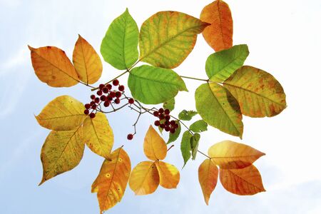 Autumn leaves