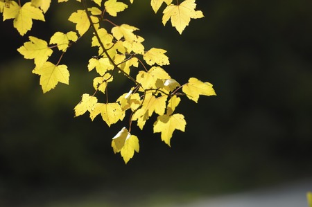 Maple leavesの写真素材