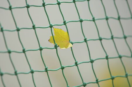 Maple leavesの写真素材