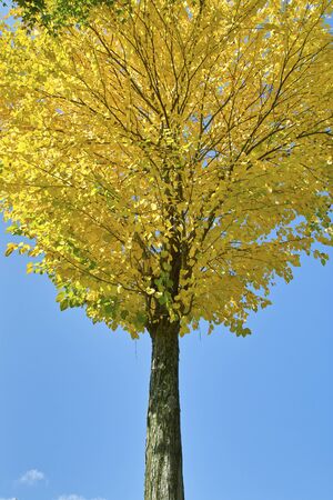 Autumn leaves of cercidiphyllum japonicum