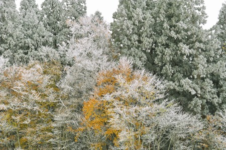 Rime iceの写真素材