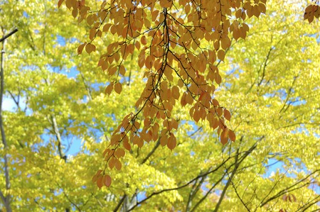 Sakuraの写真素材