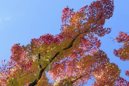 Mapleの写真素材