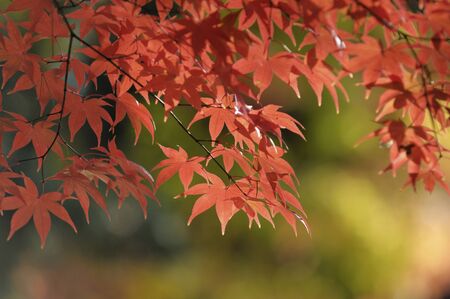 Mapleの写真素材