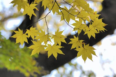 Maple