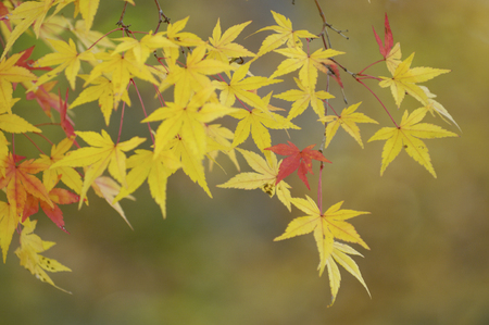 Mapleの写真素材