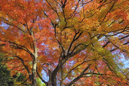 Mapleの写真素材