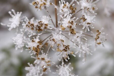 Rime ice