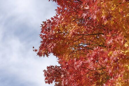 Mapleの写真素材
