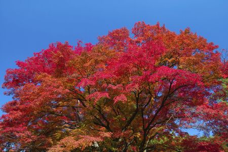 Mapleの写真素材