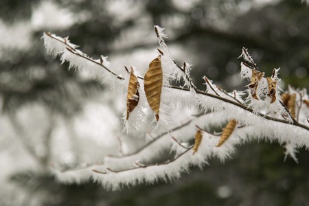 Rime iceの写真素材