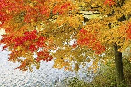 Maple