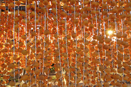 Dried persimmonの写真素材