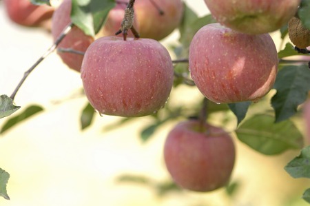 Appleの写真素材