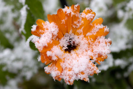 Flowersの写真素材