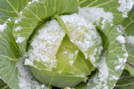 Cabbageの写真素材