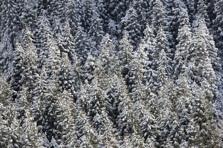 Of snow cedar forest