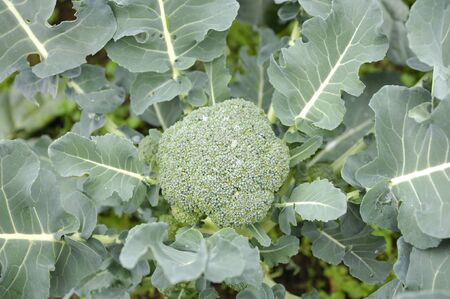 Broccoliの写真素材