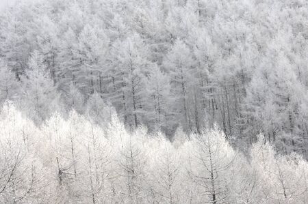 Larch forestの写真素材