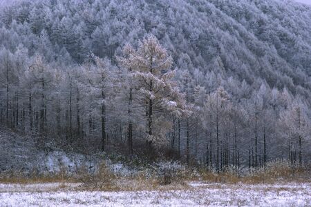 Larch forestの写真素材
