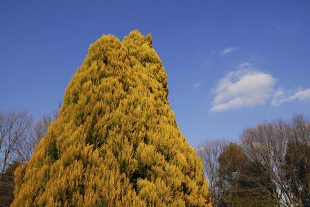 Trees in parkの写真素材