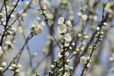 White plumの写真素材
