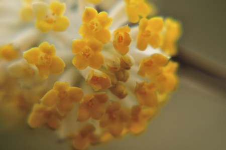 Oriental paperbushの写真素材