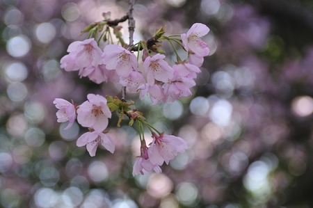 Major cherryの写真素材