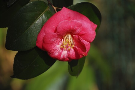 Camelliaの写真素材