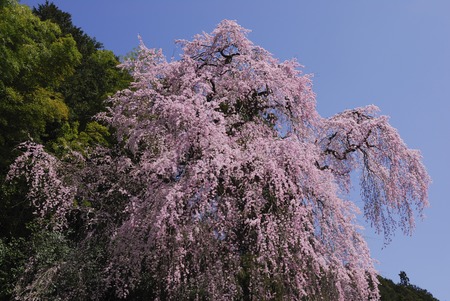 Cherryの写真素材