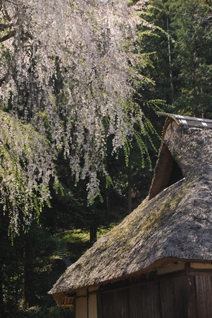 Sakura and thatchedの写真素材