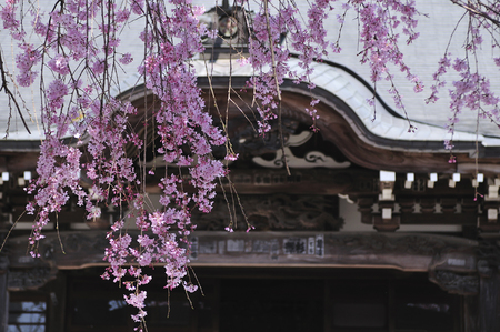 Sakura and templeの写真素材