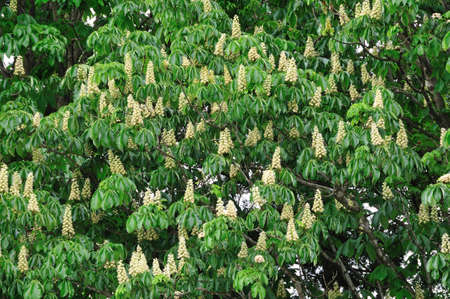 Chestnut flowerの写真素材