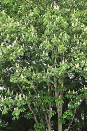 Chestnut flowerの写真素材