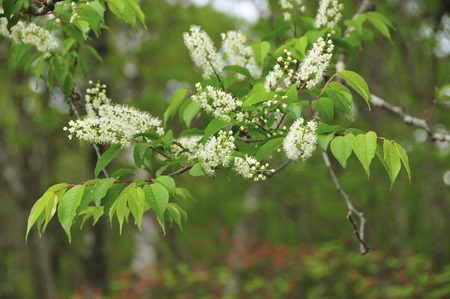 Japanese bird cherry