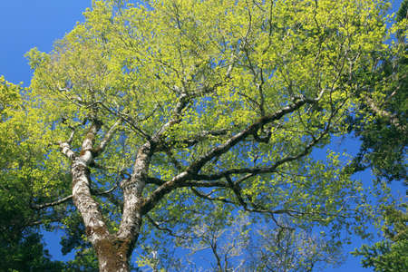 The fresh green of the beech