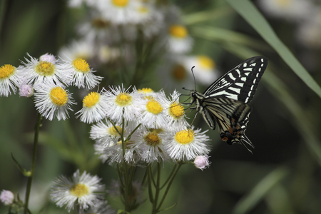 Philadelphia fleabane and swallowtail butterflyの写真素材