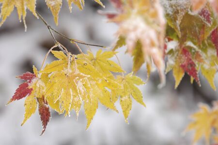 Maple