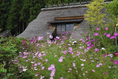 Plantの写真素材