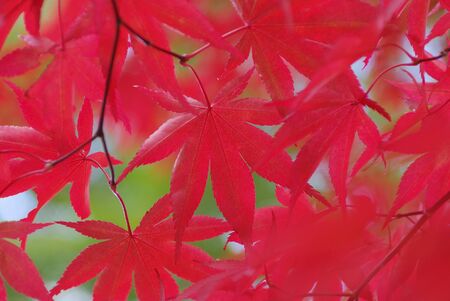 Autumn leavesの写真素材