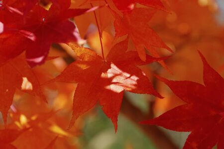 Autumn leaves