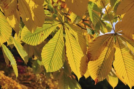 Autumn leavesの写真素材