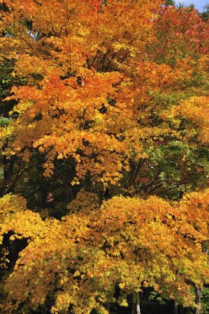 Autumn leaves