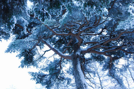 Pine rime