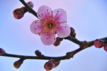 Plum blossomの写真素材