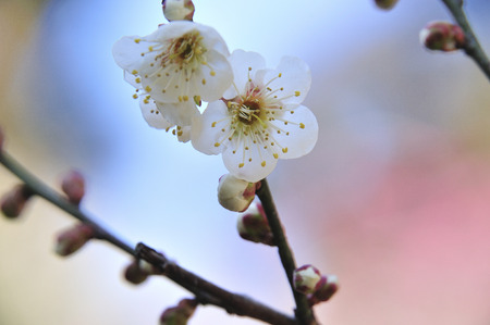Plum blossomの写真素材